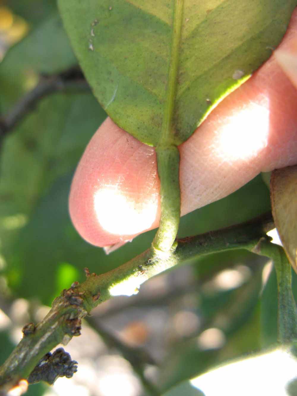              Petiole (Winter Haven, FL)       